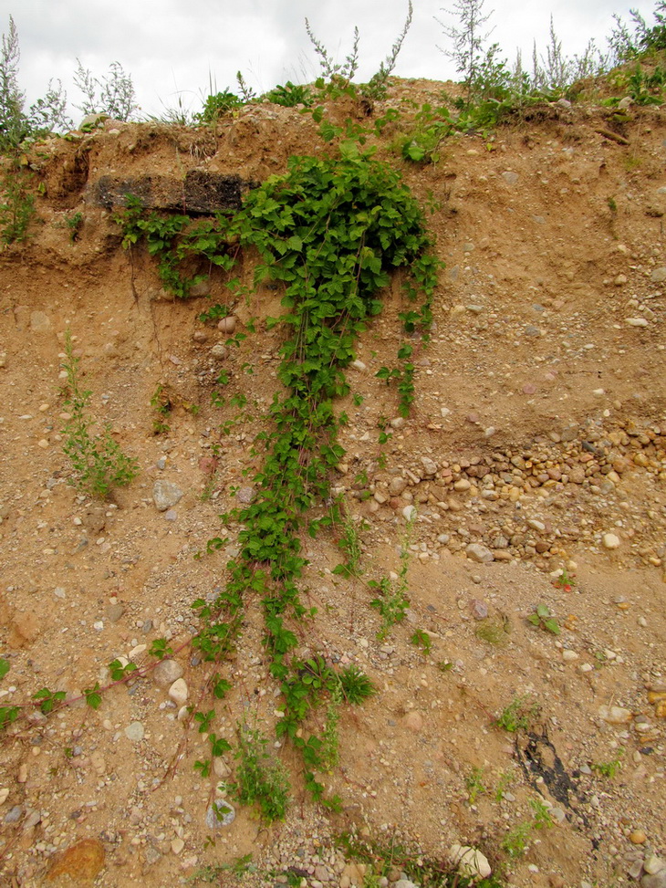 Image of Rubus caesius specimen.