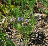 Astragalus danicus. Цветущее растение. Иркутская обл., Шелеховский р-н, окр. с. Веденщина, обочина лесной дороги. 11.06.2017.