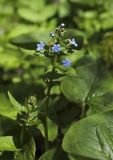 Brunnera macrophylla. Верхушка цветущего растения. Пермский край, г. Пермь, Свердловский р-н, кладбище \"Южное\", тополёвая роща. 27.05.2017.