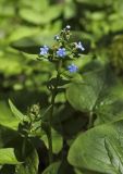 Brunnera macrophylla