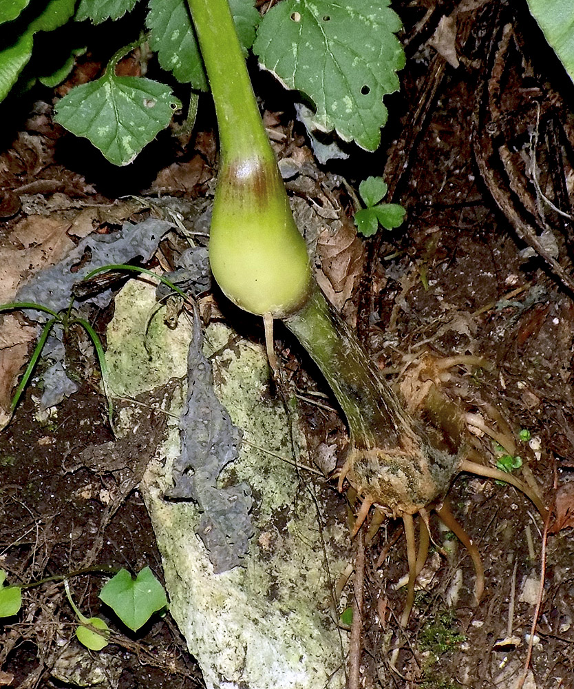 Image of Impatiens noli-tangere specimen.