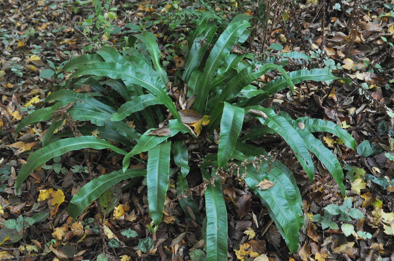 Изображение особи Phyllitis scolopendrium.