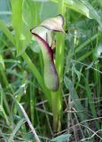 Arum hygrophilum