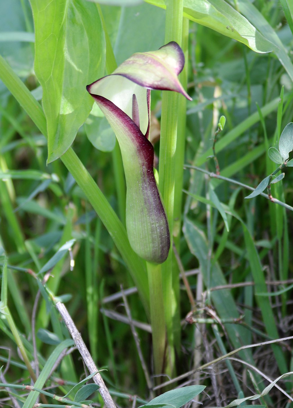 Изображение особи Arum hygrophilum.