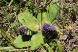 Ajuga pyramidalis. Цветущие растения (вид сверху). Беларусь, Минский р-н, остановочный пункт Зелёное, зарастающий луг у леса. 14.05.2017.