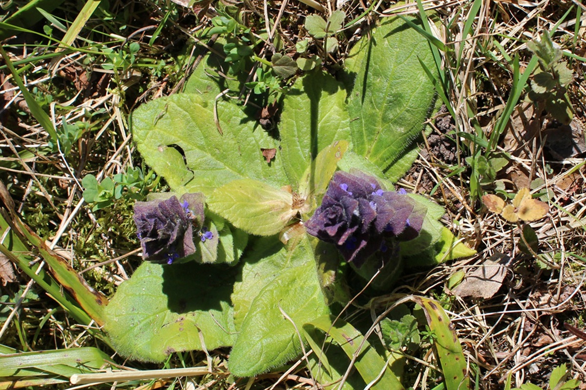 Image of Ajuga pyramidalis specimen.