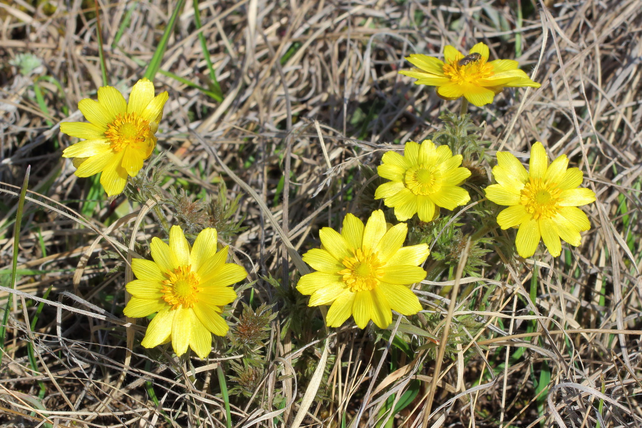 Image of Adonis volgensis specimen.