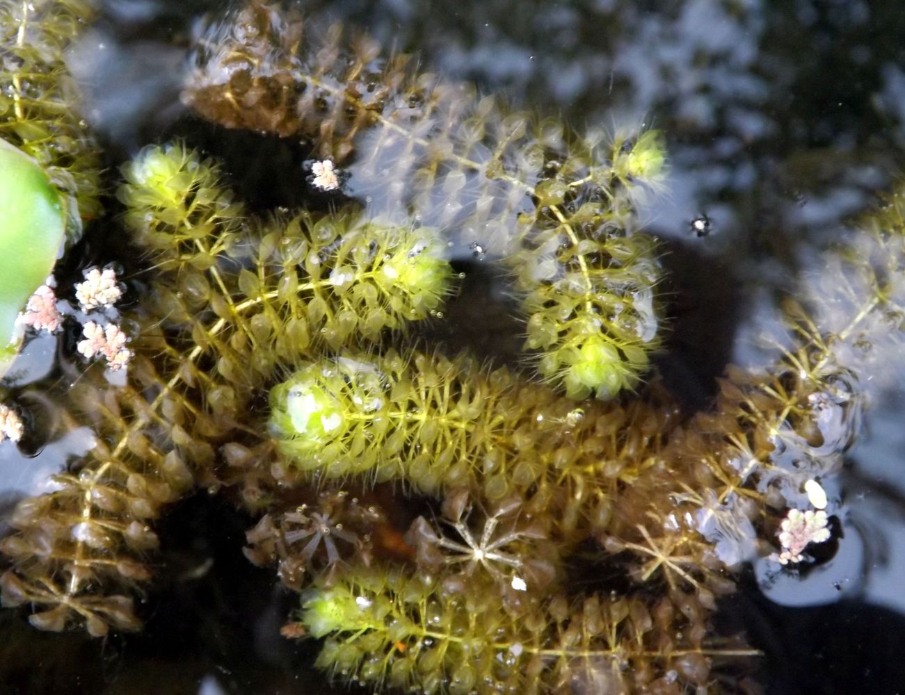 Image of Aldrovanda vesiculosa specimen.