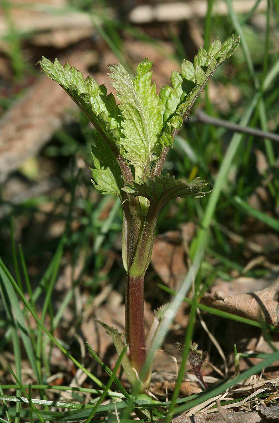 Изображение особи Scrophularia nodosa.