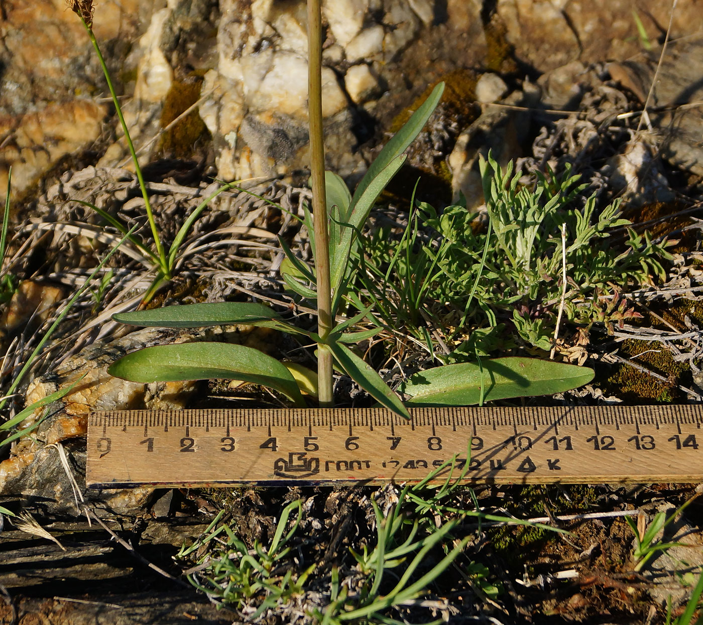 Image of Valeriana tuberosa specimen.