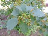 genus Crataegus. Соплодие с незрелыми плодами и листья. Краснодарский край, г. Тихорецк, аллея. 12.05.2018.