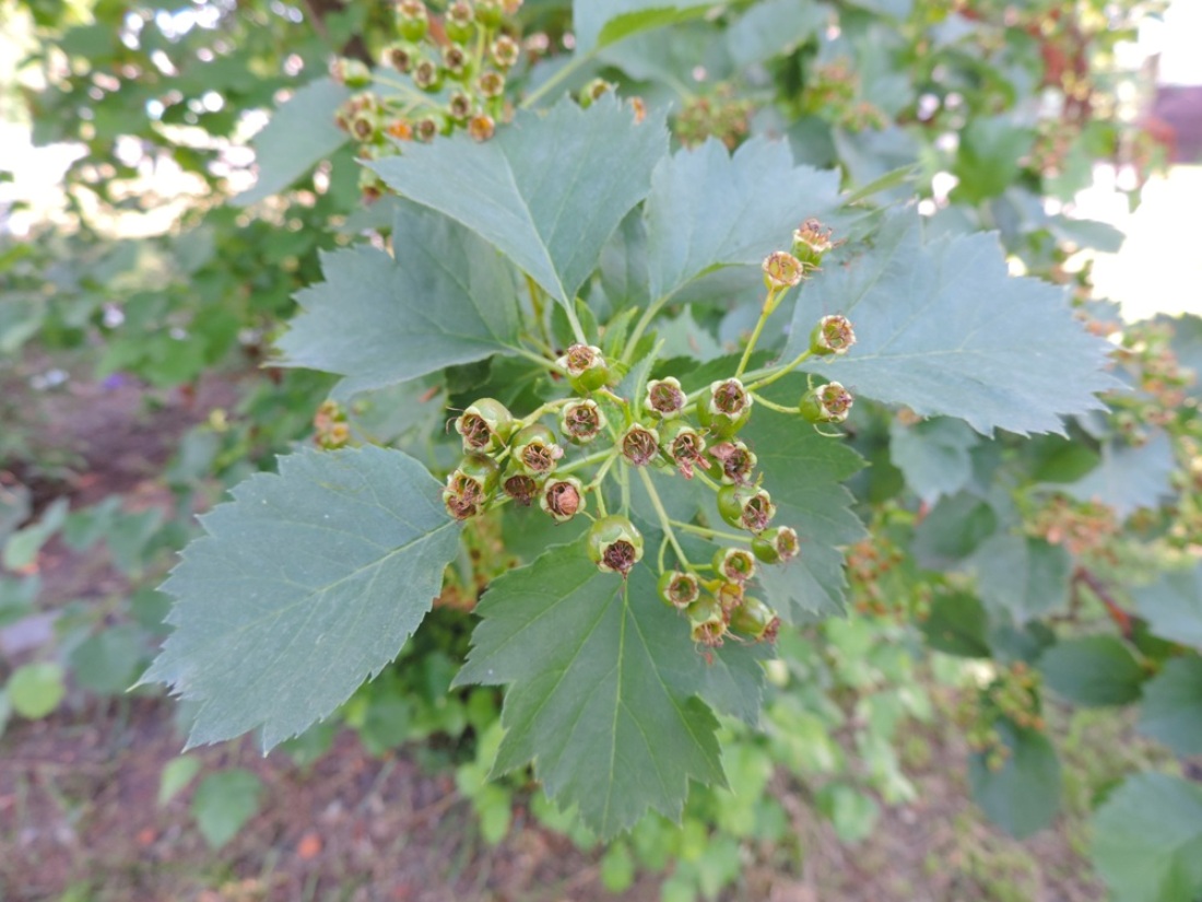 Изображение особи род Crataegus.