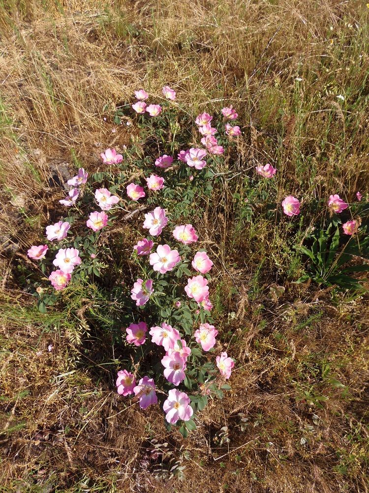 Image of genus Rosa specimen.