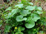 Caltha palustris