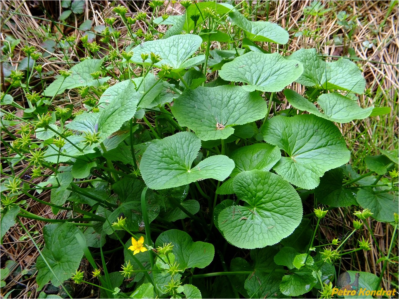 Изображение особи Caltha palustris.