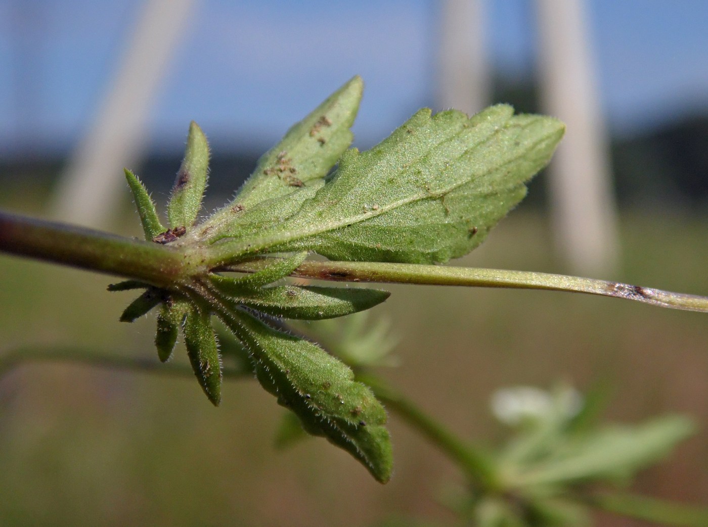 Image of Viola arvensis specimen.