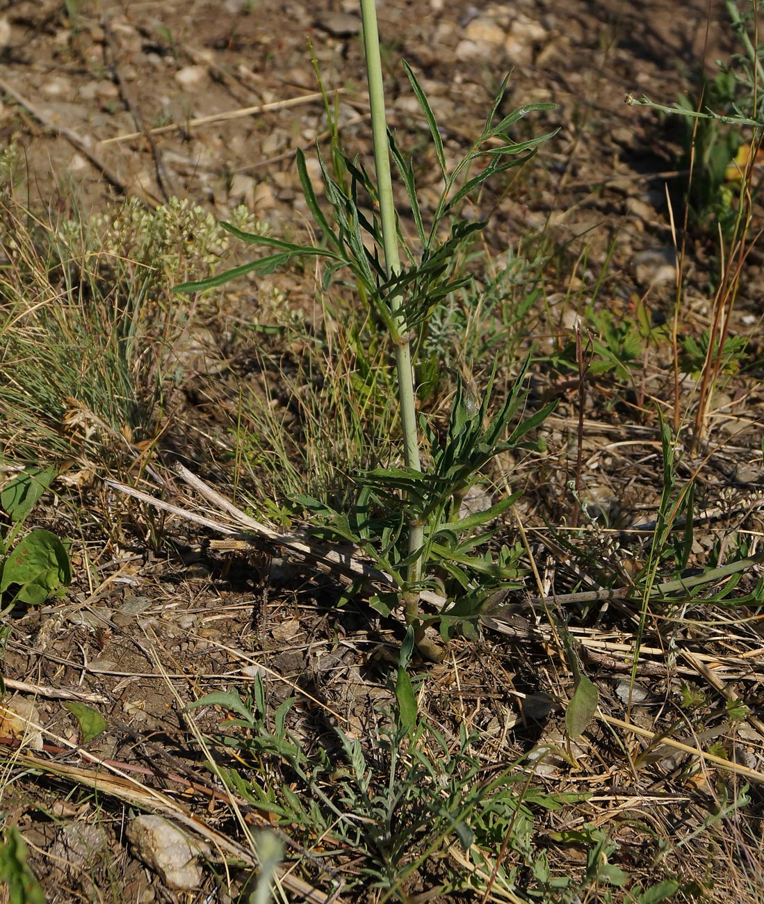 Изображение особи Scabiosa ochroleuca.