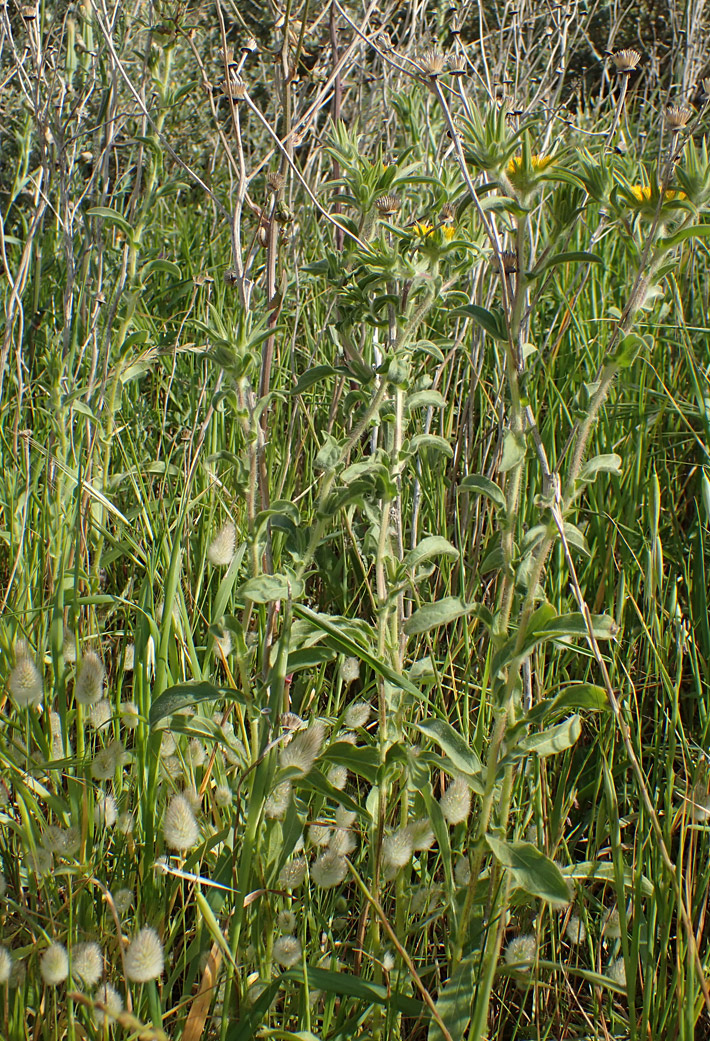 Image of Pallenis spinosa specimen.