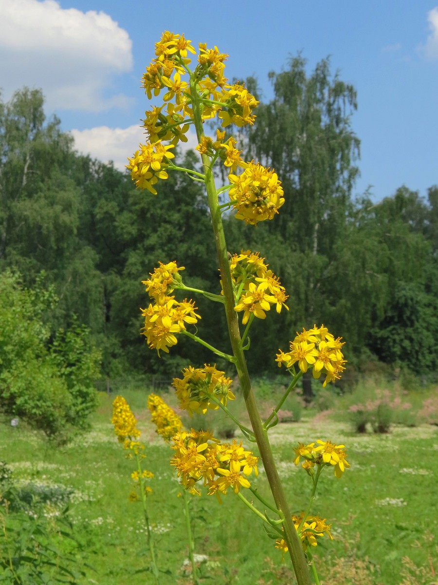 Изображение особи род Ligularia.