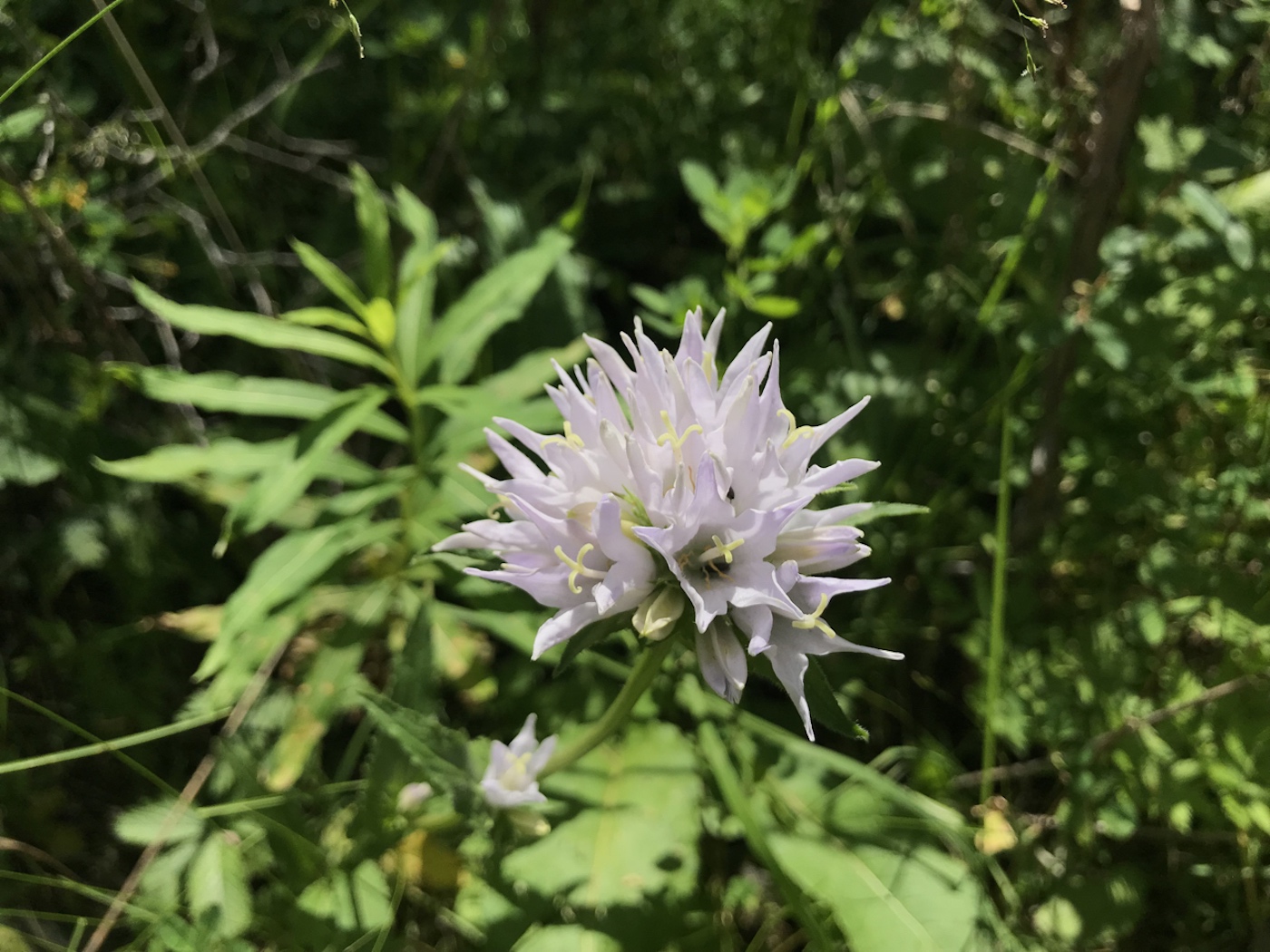 Изображение особи Campanula glomerata.