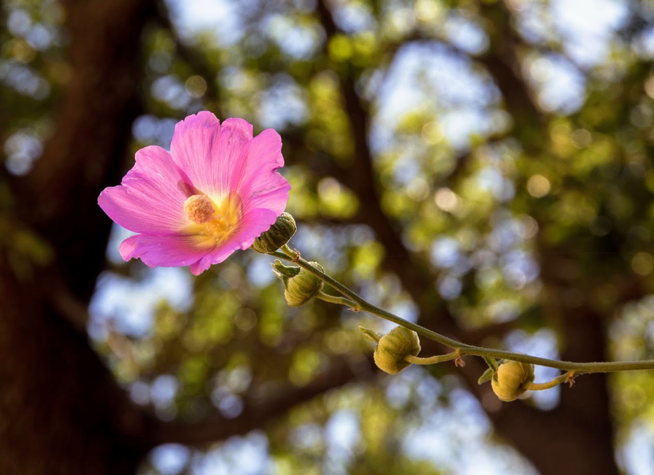 Image of Alcea rosea specimen.