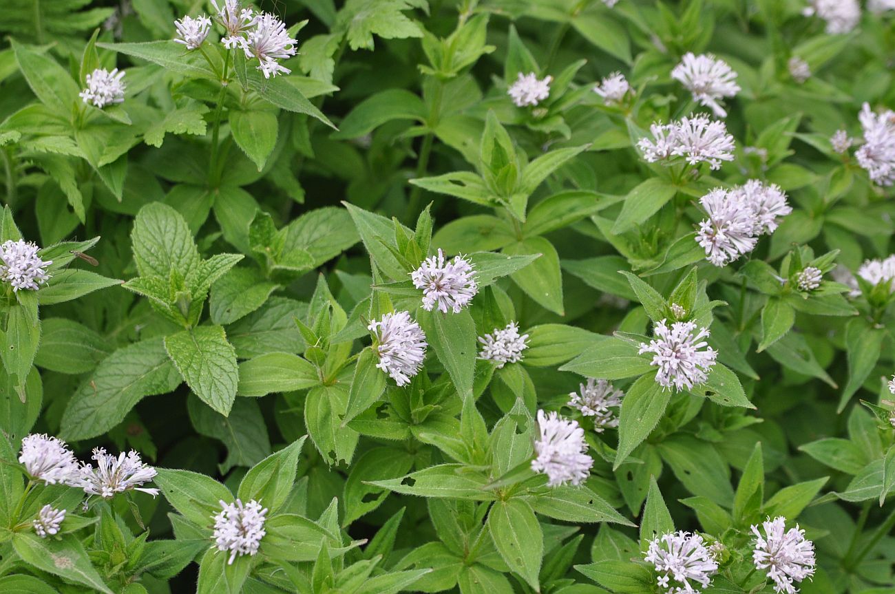 Image of Asperula caucasica specimen.