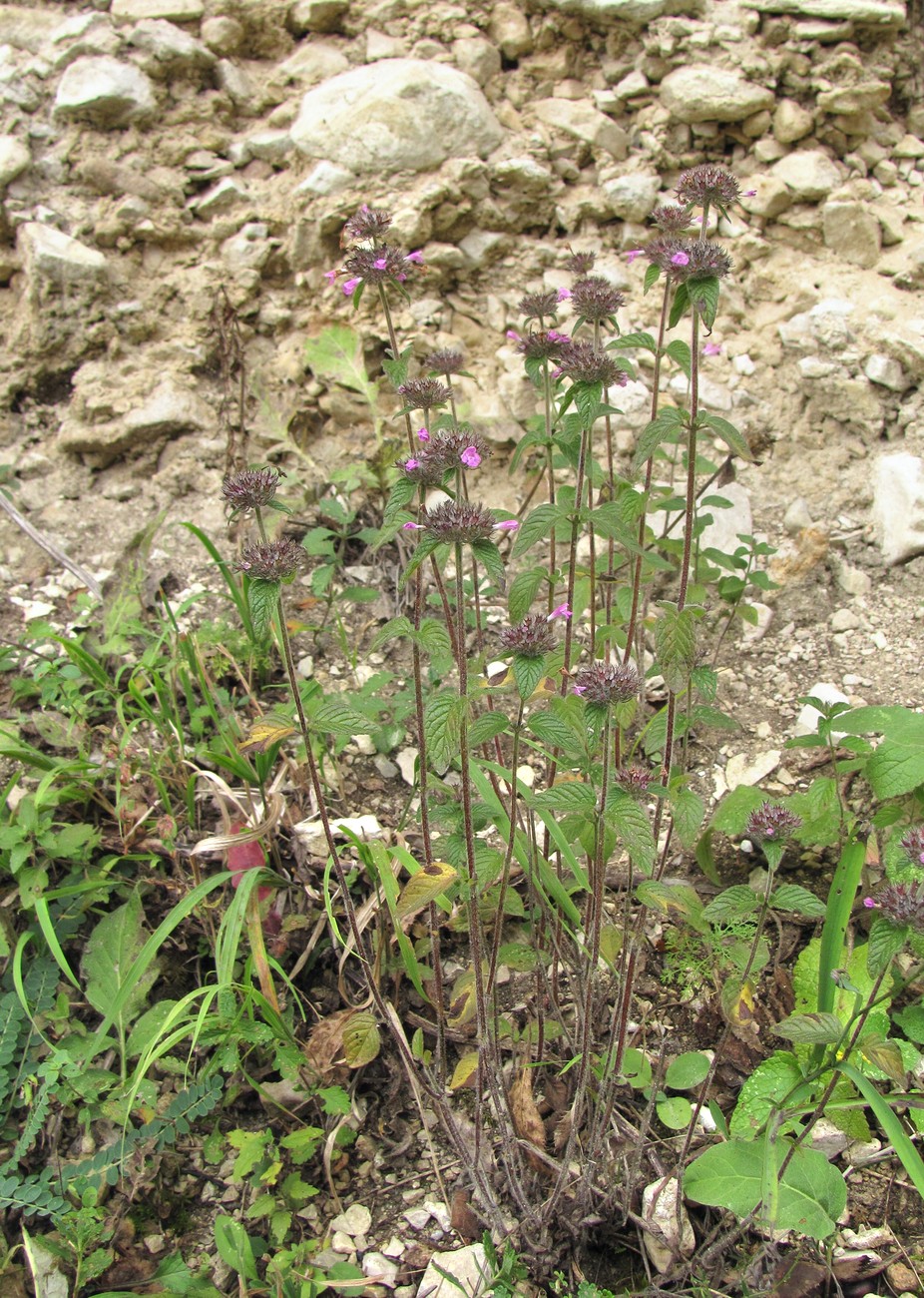 Изображение особи род Clinopodium.