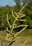 Atriplex tatarica