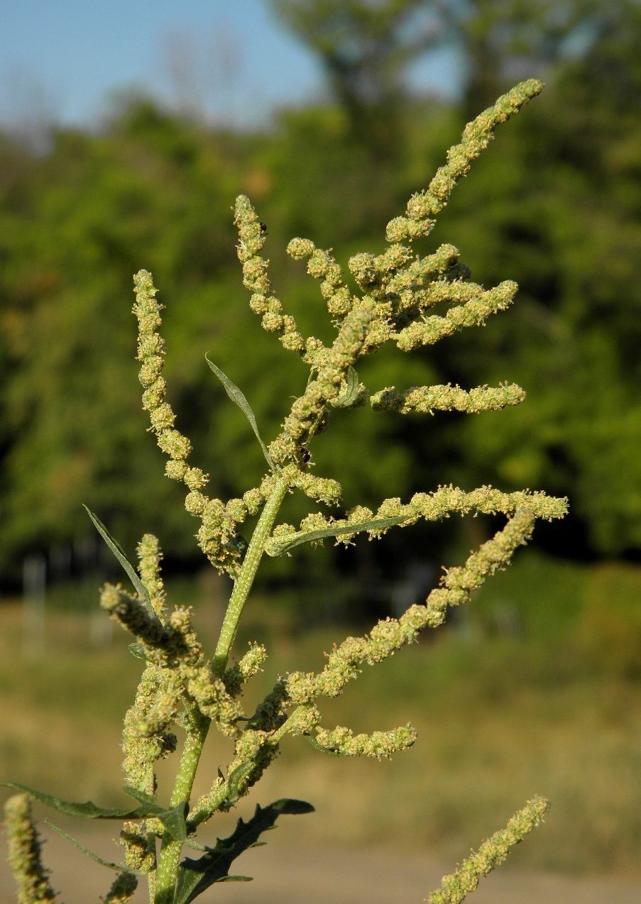 Изображение особи Atriplex tatarica.