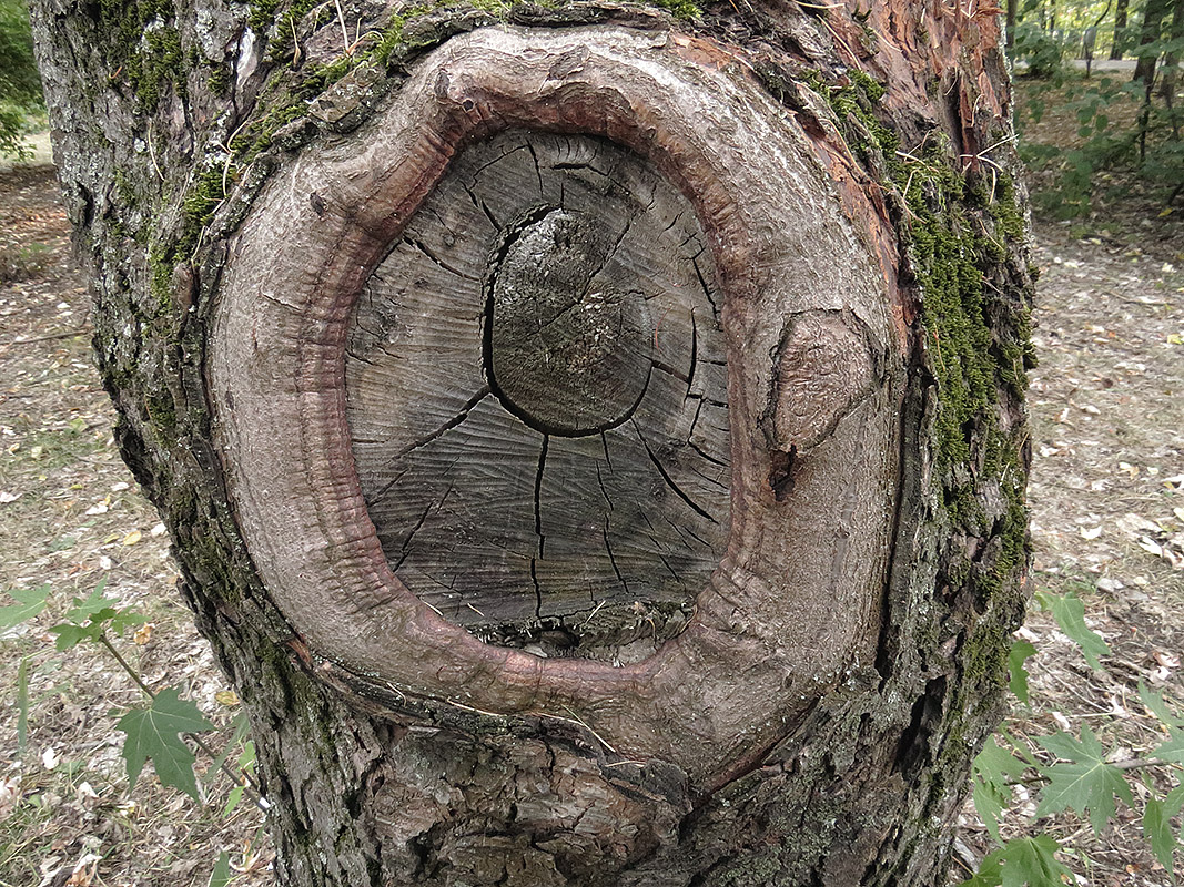 Image of Acer saccharinum specimen.