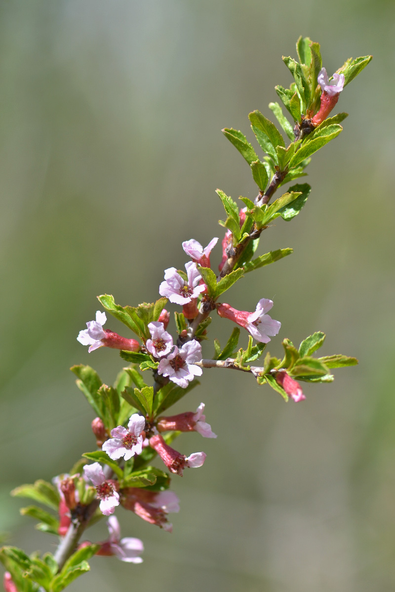 Image of Cerasus tianshanica specimen.