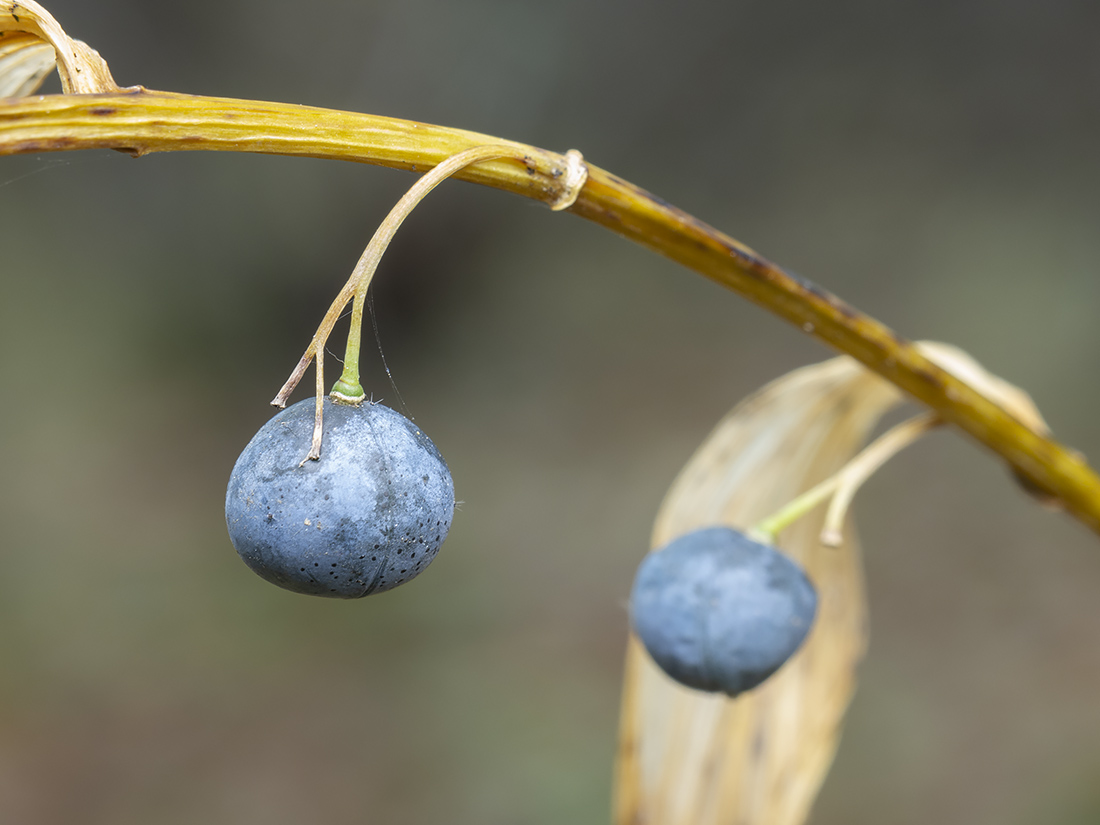 Image of Polygonatum multiflorum specimen.