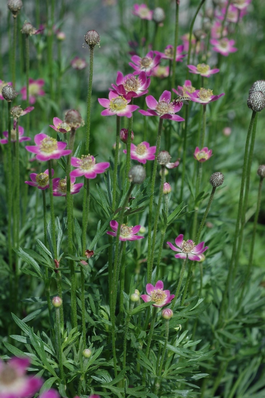 Image of Anemone multifida specimen.