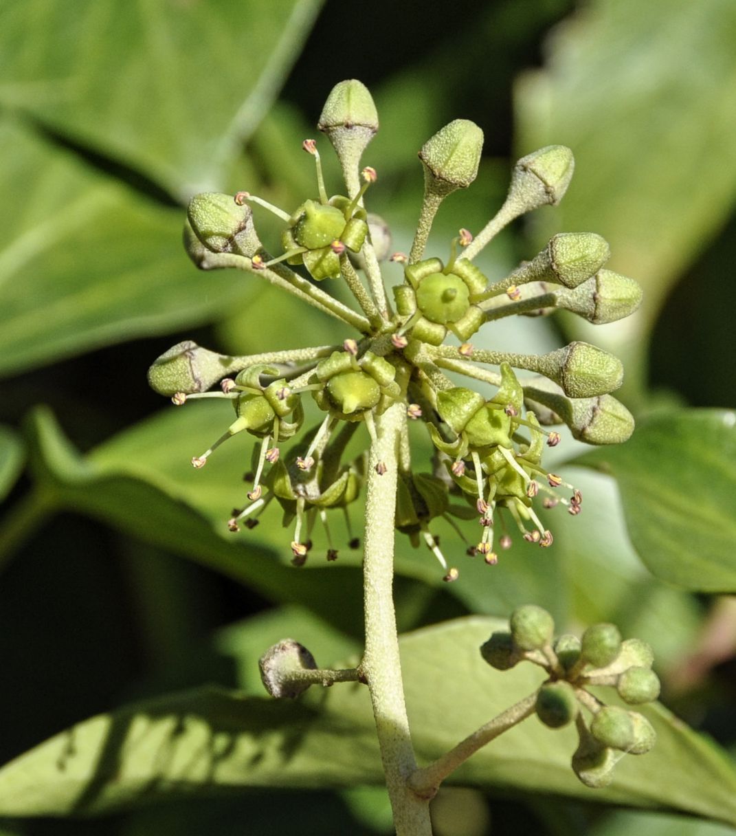 Image of Hedera cypria specimen.