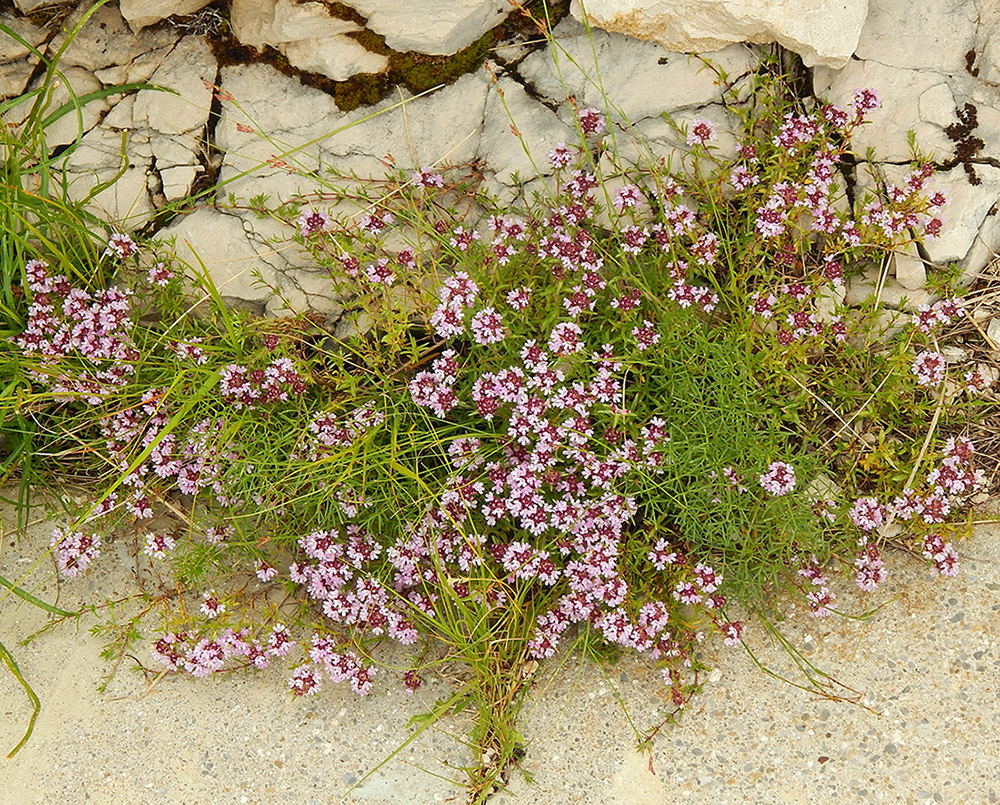 Изображение особи род Thymus.