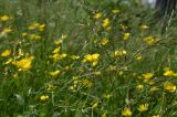 Ranunculus sericeus