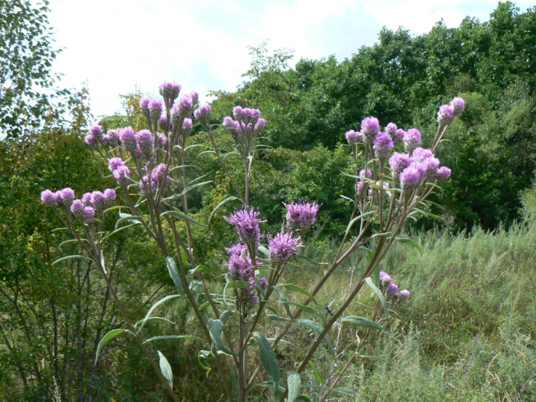 Изображение особи Saussurea pulchella.