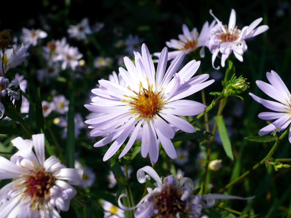 Изображение особи Symphyotrichum novi-belgii.