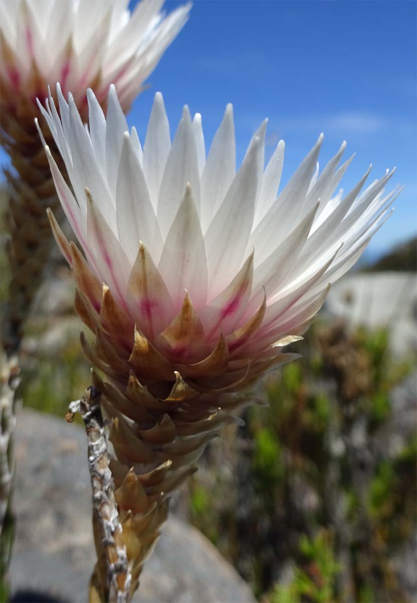 Image of Edmondia sesamoides specimen.