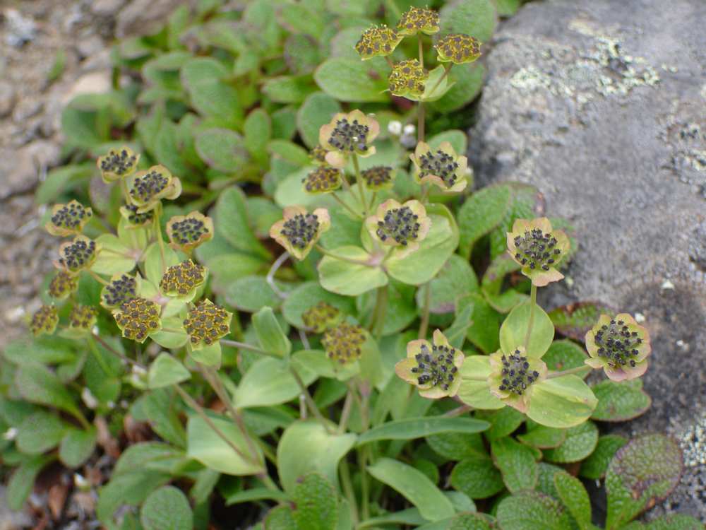Image of Bupleurum triradiatum specimen.