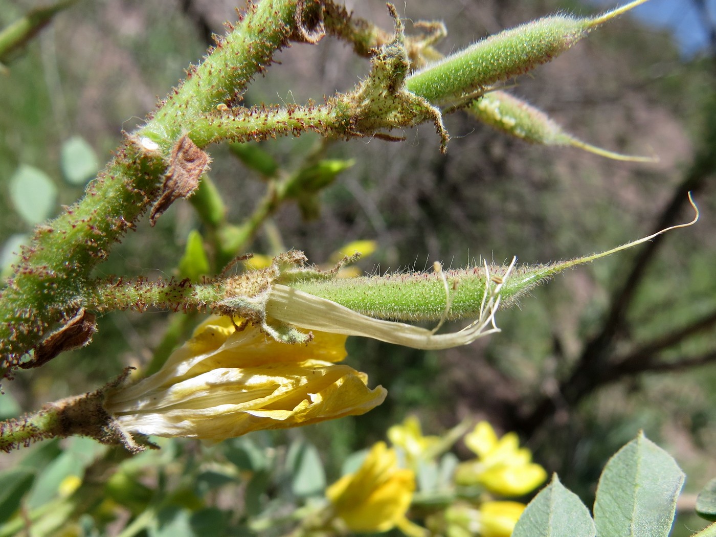 Image of Calophaca grandiflora specimen.