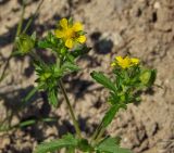 Potentilla norvegica