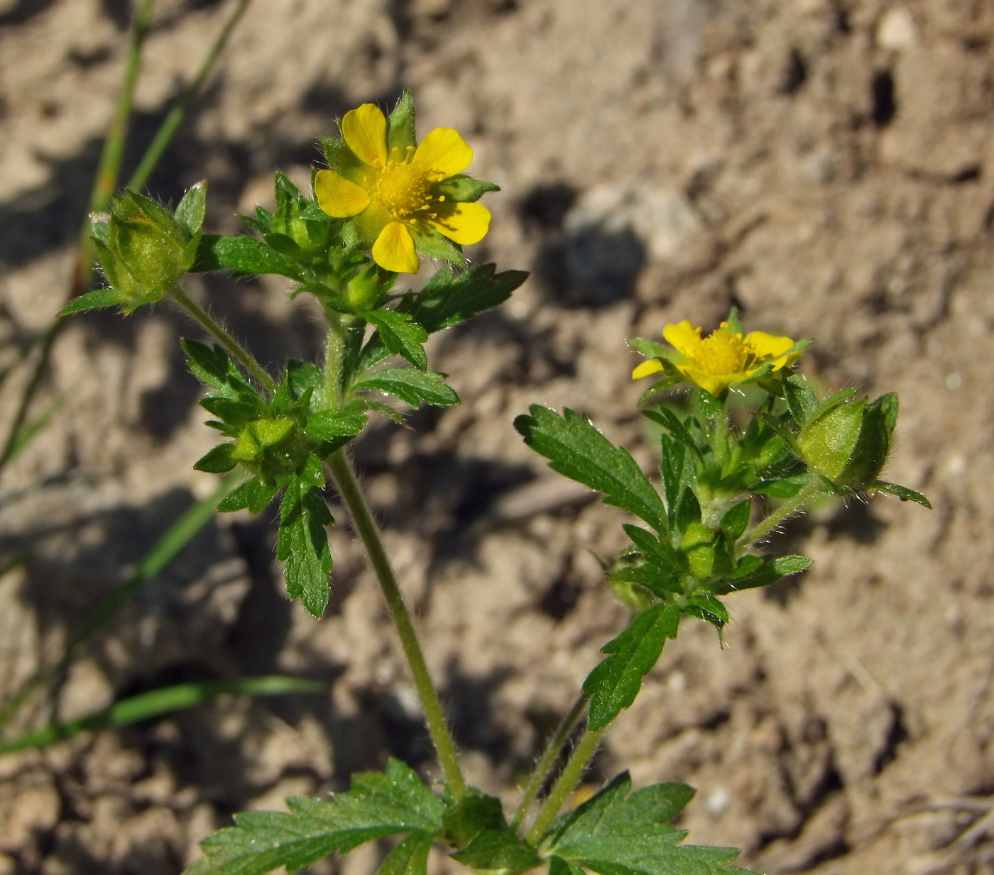 Изображение особи Potentilla norvegica.