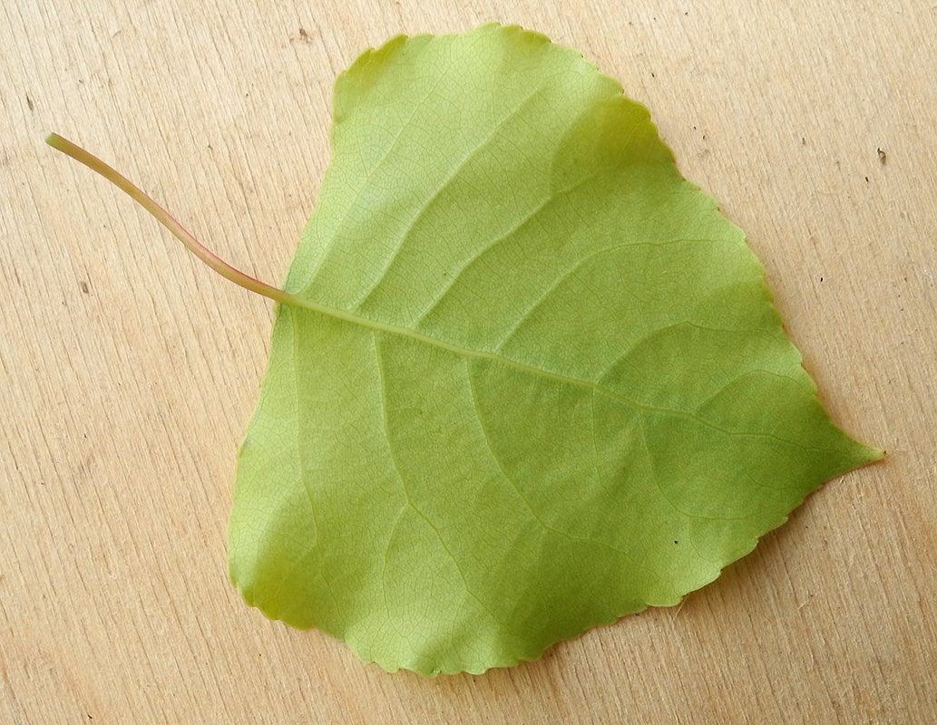 Изображение особи Populus &times; canadensis.