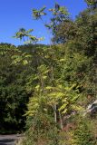 Ailanthus altissima. Молодое растение. Краснодарский край, Туапсинский р-н, Туапсинское городское поселение, возвышенность Варваринка. 19.09.2012.