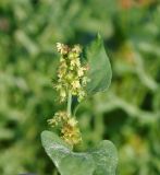 Rumex spinosus