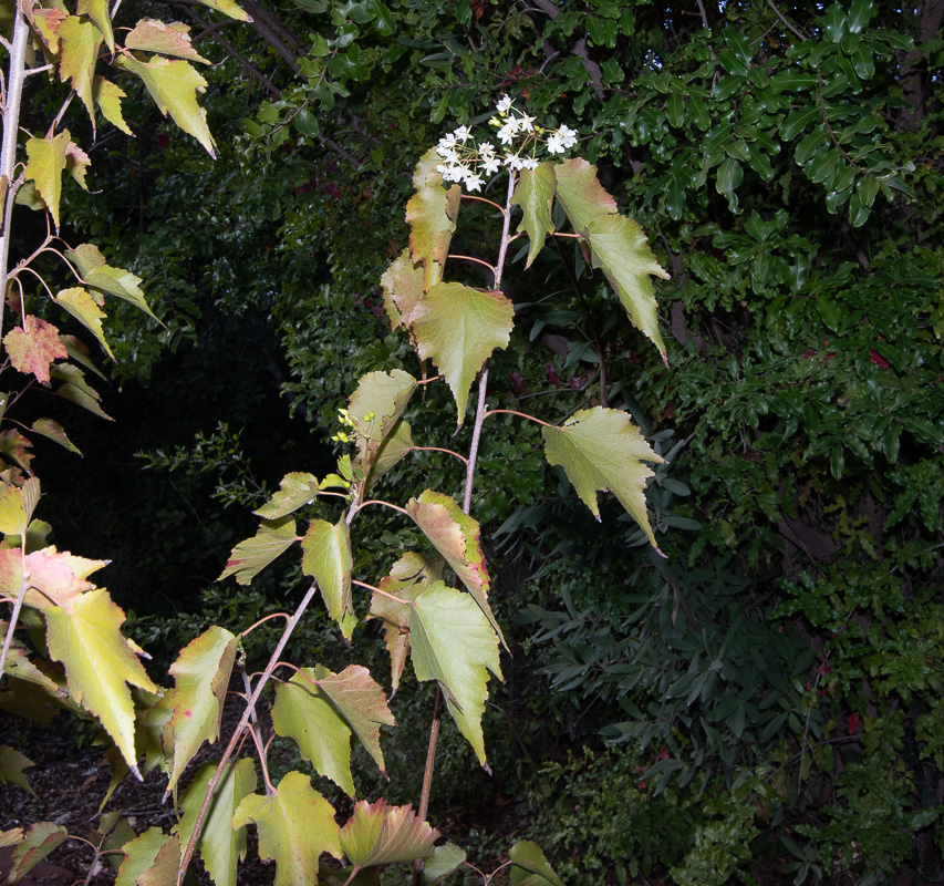 Image of Dombeya kirkii specimen.