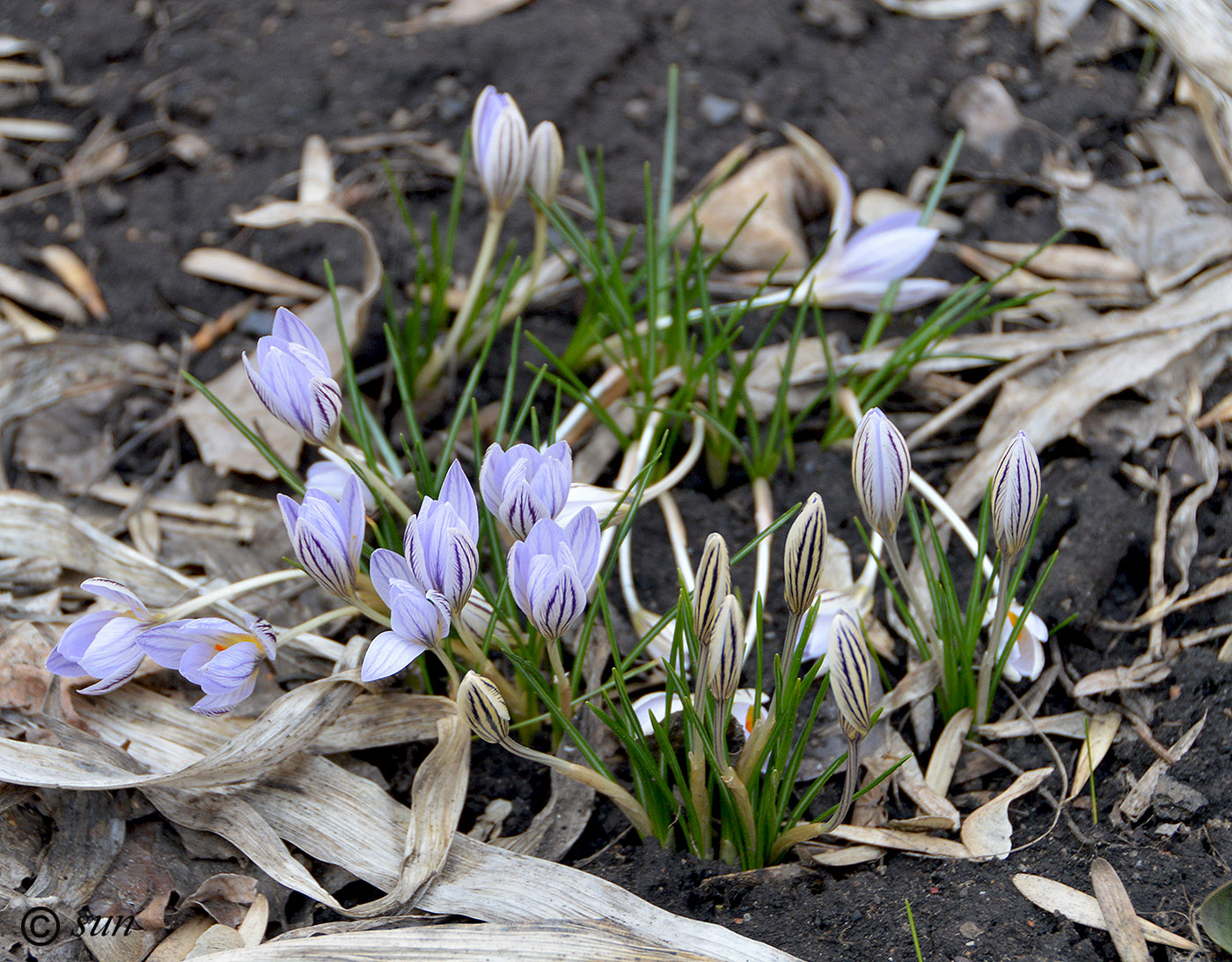 Image of Crocus reticulatus specimen.