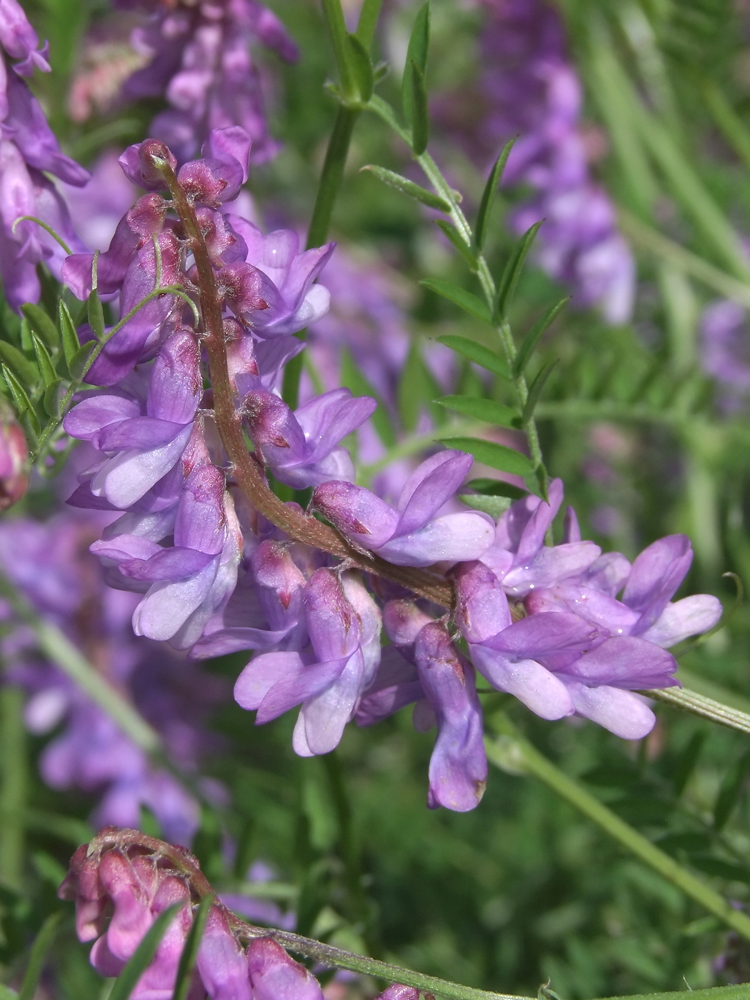 Image of Vicia cracca specimen.