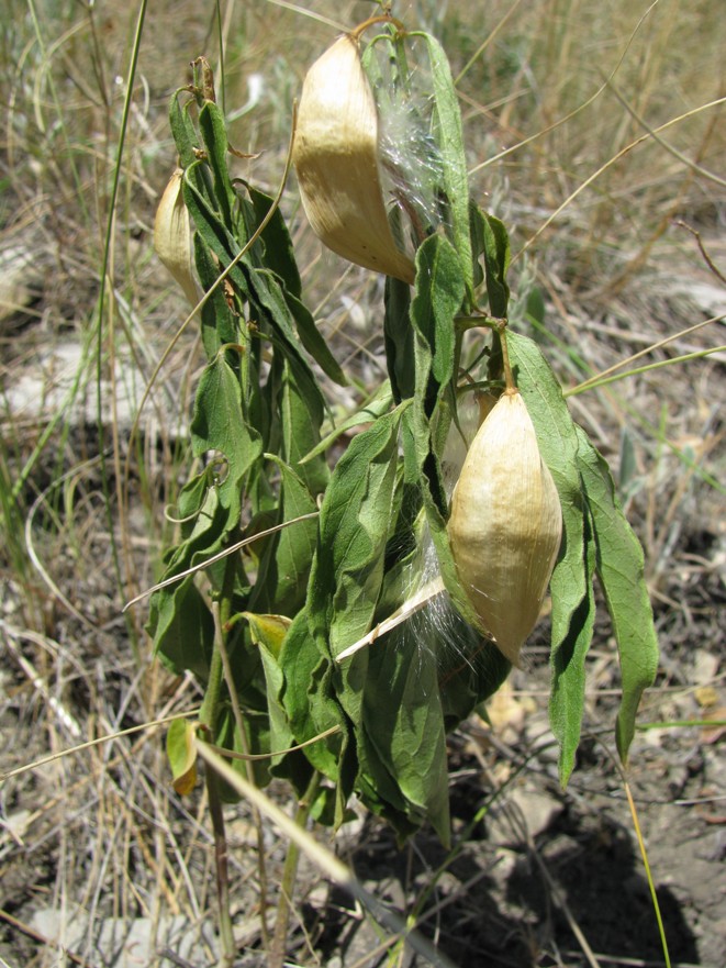 Image of Vincetoxicum mugodsharicum specimen.